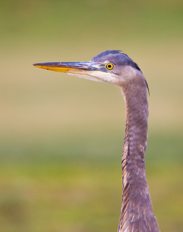 Great Blue Heron